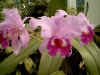 orchidee_r.jpg.jpg.jpg (44196 octets)